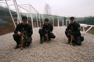 СИПА набавила три белгијска овчара које ће обучавати за  службене псе