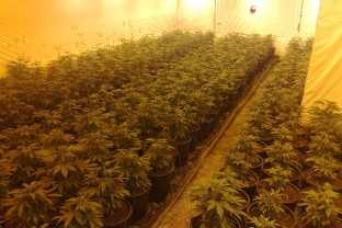 Marijuana Plantation Discovered in Bihac Area