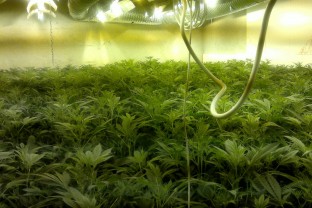 BH and Slovenia: Three Marijuana Cultivation Laboratories Discovered